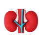 Silicone 3D Focal Beads Cartoon Organs Anatomical Shapes 20pcs 12
