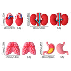 Silicone 3D Focal Beads Cartoon Organs Anatomical Shapes 20pcs 10