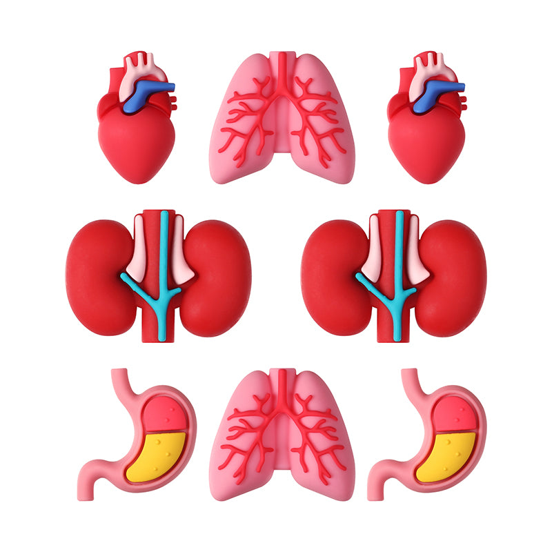Silicone 3D Focal Beads Cartoon Organs Anatomical Shapes 20pcs