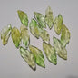 Czech Glass Beads Seaweed Leaf 14x37mm Translucent Green Blue Jasper 100pcs 18