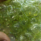 Transparent Valley Lily Flower Acrylic Beads 16 23mm UV Plating 100pcs 6