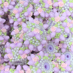 Flower Leaves Cluster Clay Beads 26mm Pastel Embellished 5pcs 3
