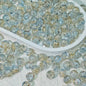 Crackle Round Glass Beads 10mm Bright Multicolor 50pcs 24