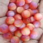 Matte Gradient Tricolor Round Resin Beads 8/10/16mm Pastel Finish 50pcs 2