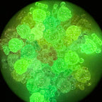 Plating Cartoon Glow In The Dark 29mm Acrylic Beads Little Girl 2pcs 3